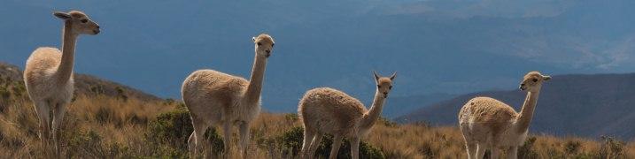 Séjour linguistique en Argentine