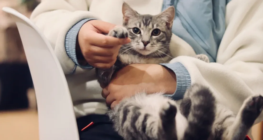 Études de vétérinaire en Espagne : le guide